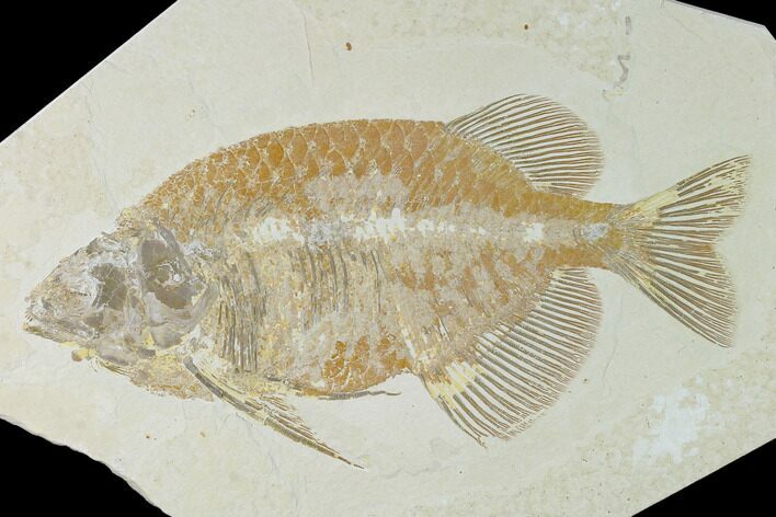 Fish Fossil (Phareodus) - Uncommon Species #138586